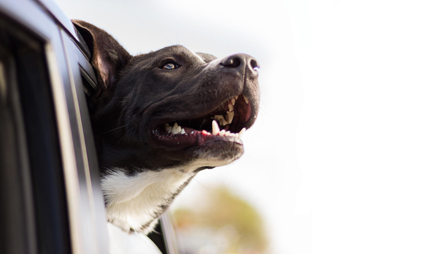 Ein Hund als Beifahrer