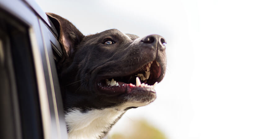 Ein Hund als Beifahrer