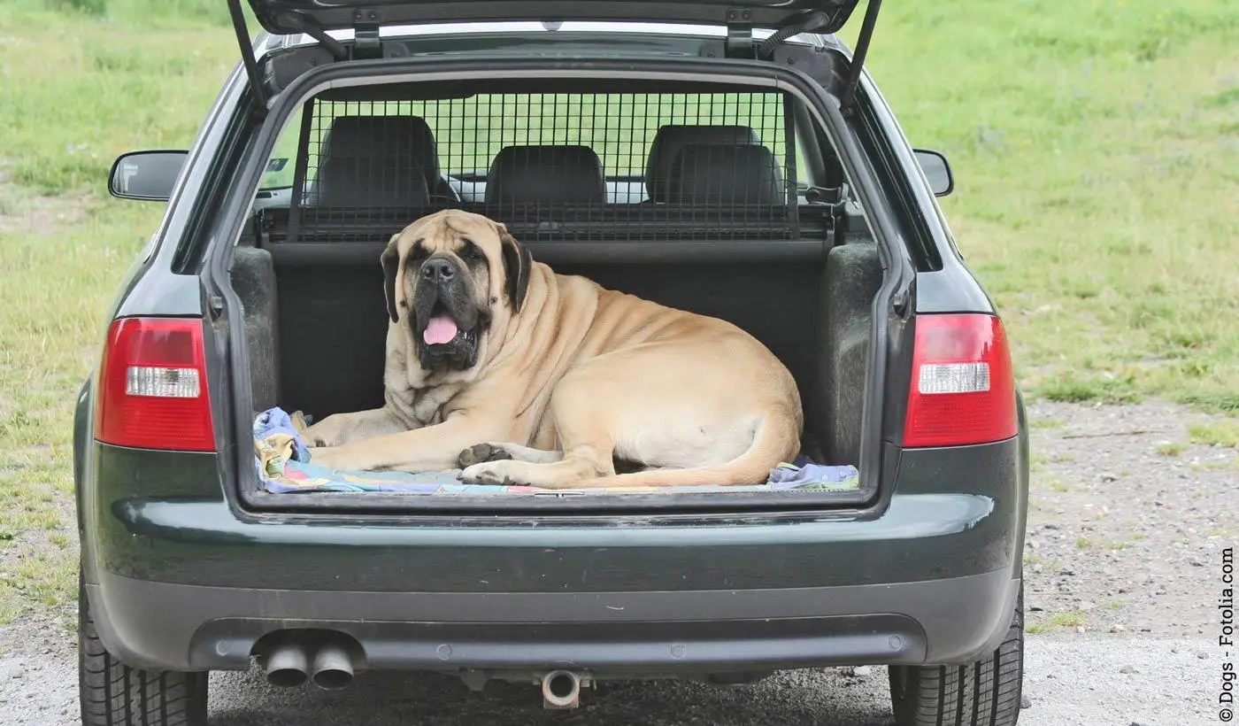 Das Auto richtig reinigen – Tipps und Tricks für Hundebesitzer
