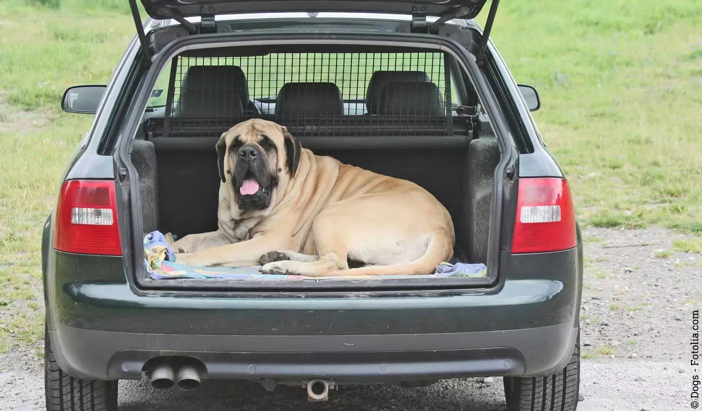 Hausmittel für ein sauberes Auto