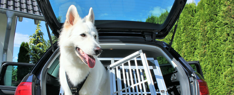 Hunde-Transportbox